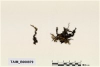 藏品(蟲毛苔)的圖片